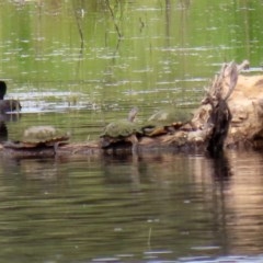 Chelodina longicollis at Fyshwick, ACT - 2 Nov 2020 12:30 PM