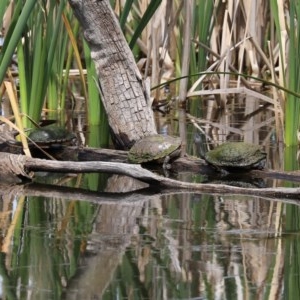 Chelodina longicollis at Fyshwick, ACT - 2 Nov 2020 12:30 PM