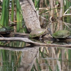 Chelodina longicollis at Fyshwick, ACT - 2 Nov 2020 12:30 PM