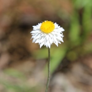 Leucochrysum albicans subsp. tricolor at Hughes, ACT - 3 Nov 2020 11:14 AM