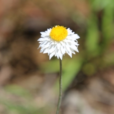 Leucochrysum albicans subsp. tricolor (Hoary Sunray) at Hughes, ACT - 3 Nov 2020 by LisaH