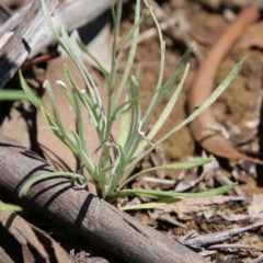 Leucochrysum albicans subsp. tricolor at Hughes, ACT - 3 Nov 2020 11:14 AM