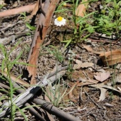 Leucochrysum albicans subsp. tricolor at Hughes, ACT - 3 Nov 2020 11:14 AM