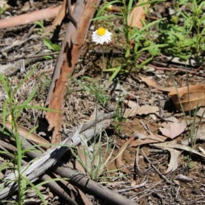 Leucochrysum albicans subsp. tricolor at Hughes, ACT - 3 Nov 2020 11:14 AM