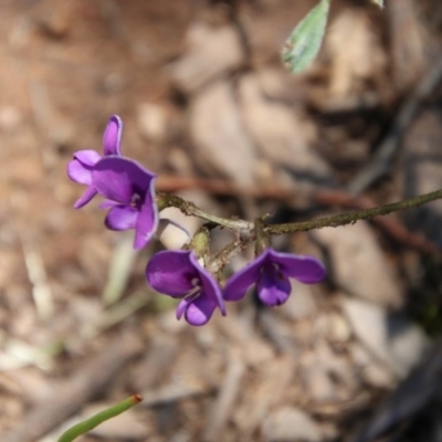 Swainsona sericea (Silky Swainson-Pea) at Hughes, ACT - 3 Nov 2020 by LisaH