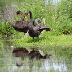 Cygnus atratus at Fyshwick, ACT - 2 Nov 2020 12:28 PM