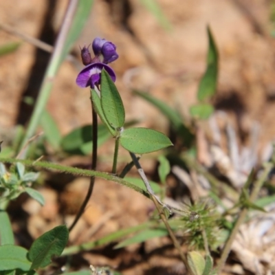 Glycine tabacina (Variable Glycine) at Deakin, ACT - 3 Nov 2020 by LisaH