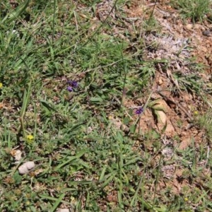 Glycine tabacina at Deakin, ACT - 3 Nov 2020 12:27 PM