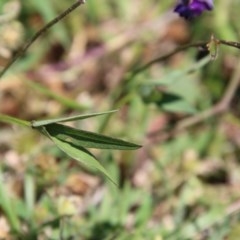 Glycine tabacina at Deakin, ACT - 3 Nov 2020 12:27 PM