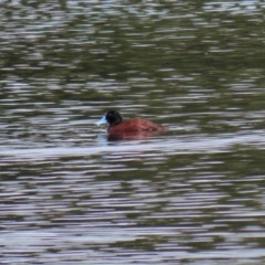 Oxyura australis (Blue-billed Duck) at Fyshwick, ACT - 2 Nov 2020 by RodDeb