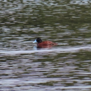 Oxyura australis at Fyshwick, ACT - 2 Nov 2020