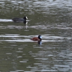 Oxyura australis at Fyshwick, ACT - 2 Nov 2020