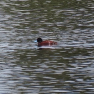 Oxyura australis at Fyshwick, ACT - 2 Nov 2020