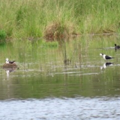 Himantopus leucocephalus at Fyshwick, ACT - 2 Nov 2020