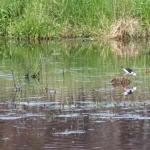 Himantopus leucocephalus at Fyshwick, ACT - 2 Nov 2020