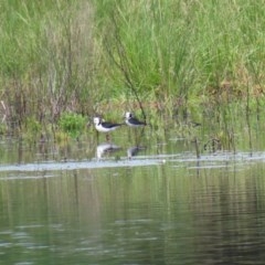 Himantopus leucocephalus at Fyshwick, ACT - 2 Nov 2020