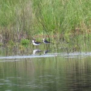 Himantopus leucocephalus at Fyshwick, ACT - 2 Nov 2020