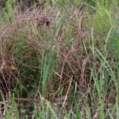 Malacorhynchus membranaceus at Fyshwick, ACT - 2 Nov 2020