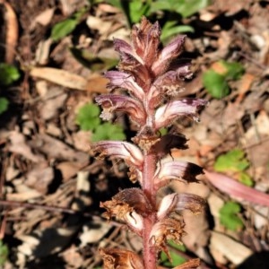 Orobanche minor at Red Hill, ACT - 3 Nov 2020 10:12 AM