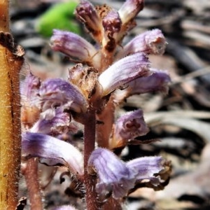 Orobanche minor at Red Hill, ACT - 3 Nov 2020 10:12 AM