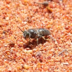 Bembix sp. (genus) (Unidentified Bembix sand wasp) at Acton, ACT - 2 Nov 2020 by TimL