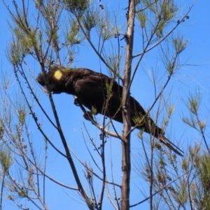 Zanda funerea at Fyshwick, ACT - 2 Nov 2020 12:54 PM