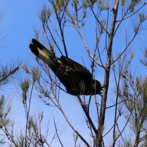 Zanda funerea at Fyshwick, ACT - 2 Nov 2020 12:54 PM