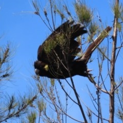 Zanda funerea at Fyshwick, ACT - 2 Nov 2020 12:54 PM