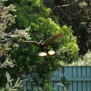 Zanda funerea at Fyshwick, ACT - 2 Nov 2020 12:54 PM