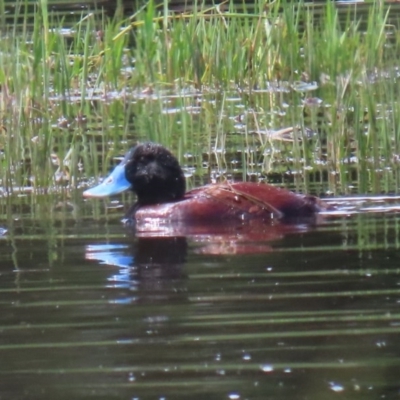 Oxyura australis (Blue-billed Duck) at Fyshwick, ACT - 2 Nov 2020 by RodDeb