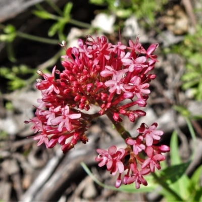 Centranthus ruber (Red Valerian, Kiss-me-quick, Jupiter's Beard) at Symonston, ACT - 3 Nov 2020 by JohnBundock