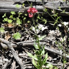 Centranthus ruber at Symonston, ACT - 3 Nov 2020