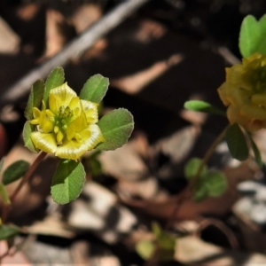 Trifolium campestre at Symonston, ACT - 3 Nov 2020