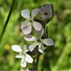 Silene gallica var. gallica (French Catchfly) at Symonston, ACT - 3 Nov 2020 by JohnBundock