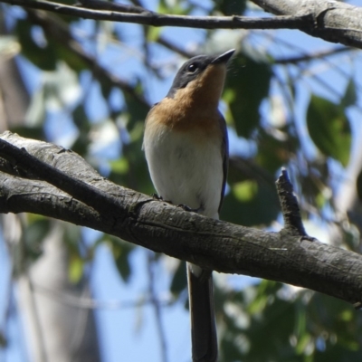 Myiagra rubecula (Leaden Flycatcher) at Black Range, NSW - 3 Nov 2020 by StephH