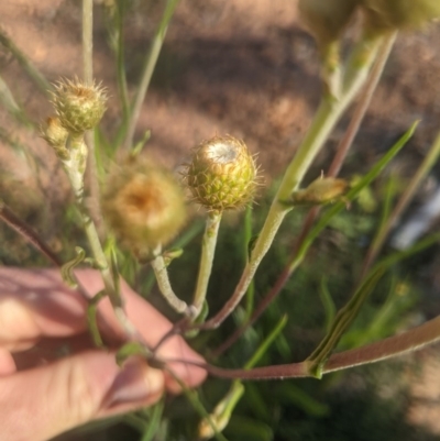 Podolepis jaceoides (Showy Copper-wire Daisy) at Lake George, NSW - 3 Nov 2020 by MPennay