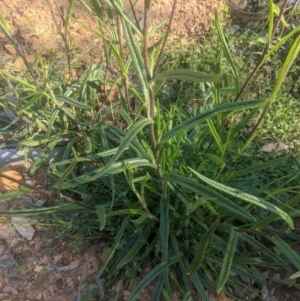 Podolepis jaceoides at Lake George, NSW - 3 Nov 2020