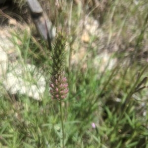 Trifolium angustifolium at Lake George, NSW - suppressed