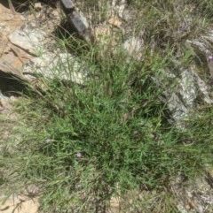 Trifolium angustifolium at Lake George, NSW - suppressed