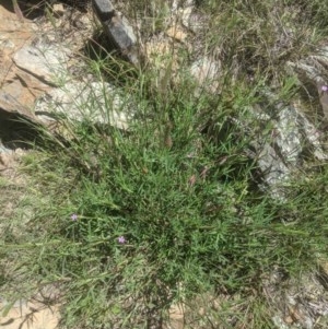 Trifolium angustifolium at Lake George, NSW - suppressed