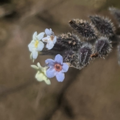 Myosotis discolor (Forget-me-not) at Lake George, NSW - 3 Nov 2020 by MPennay