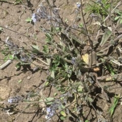 Myosotis discolor at Lake George, NSW - 3 Nov 2020