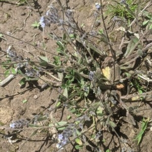 Myosotis discolor at Lake George, NSW - 3 Nov 2020