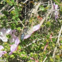 Bembix sp. (genus) at Acton, ACT - 3 Nov 2020