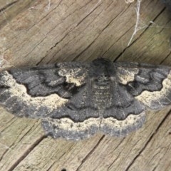 Melanodes anthracitaria (Black Geometrid) at Acton, ACT - 3 Nov 2020 by Christine