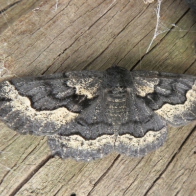 Melanodes anthracitaria (Black Geometrid) at Acton, ACT - 3 Nov 2020 by Christine