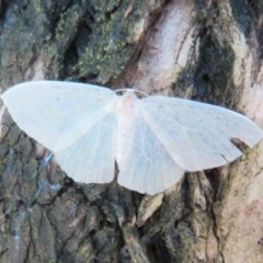 Poecilasthena thalassias (Sea-blue Delicate) at Acton, ACT - 3 Nov 2020 by Christine