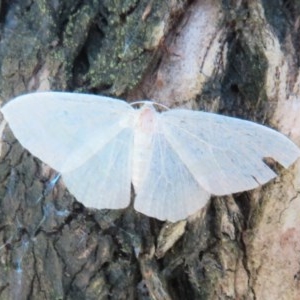 Poecilasthena thalassias at Acton, ACT - 3 Nov 2020