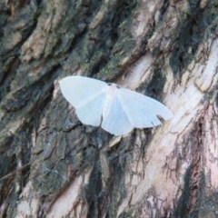 Poecilasthena thalassias at Acton, ACT - 3 Nov 2020