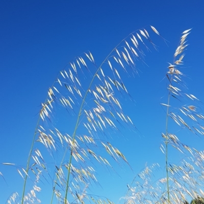 Avena sp. (Wild Oats) at Dunlop, ACT - 3 Nov 2020 by tpreston